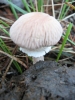 Cystoderma carcharias (Pers.) Fayod 1889