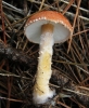 Cystoderma amianthinum (Scop.) Fayod 1889