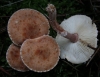 Cystoderma amianthinum (Scop.) Fayod 1889