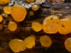 Dacrymyces sp.