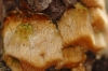 Diplomitoporus flavescens (Bres.) Domański 1970