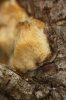 Diplomitoporus flavescens (Bres.) Domański 1970