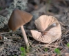 Entoloma cf. hirtipes (Schumach.) M.M. Moser 1978