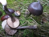 Entoloma hebes (Romagn.) Trimbach 1981