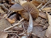 Entoloma hirtipes (Schumach.) M.M. Moser 1978