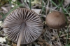 Entoloma sp.
