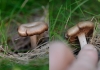 Entoloma sp.