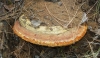 Fomitopsis pinicola (Sw.) P. Karst. 1881