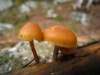 Galerina marginata (Batsch) Kühner 1935