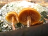 Galerina marginata (Batsch) Kühner 1935