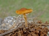 Galerina sp.