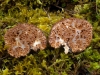 Gautieria morchelliformis Vittad. 1831 Gautieria morchelliformis Vittad. 1831