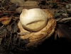 Geastrum fimbriatum Fr. 1829 Geastrum fimbriatum Fr. 1829
