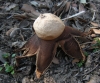 Geastrum sp.