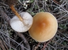 Gymnopus dryophilus (Bull.) Murrill 1916