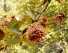 Gymnosporangium clavariiforme (Wulfen) DC. 1805