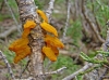 Gymnosporangium sabinae (Dicks.) G. Winter 1884