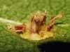 Gymnosporangium sp.