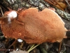 Hapalopilus rutilans (Pers.) Murrill 1904
