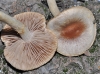 Hebeloma mesophaeum (Pers.) Quél. 1872
