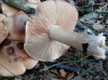 Hebeloma sp.