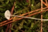 Hemimycena sp.