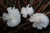 Hemimycena sp.
