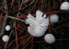 Hemimycena sp.