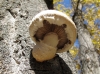 Hemipholiota populnea (Pers.) Bon 1986