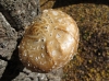 Hemipholiota populnea (Pers.) Bon 1986
