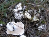 Hydnum repandum L. 1753