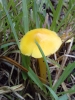 Hygrocybe ceracea (Wulfen) P. Kumm. 1871