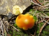 Hygrocybe sp