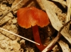 Hygrocybe sp.