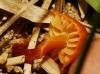 Hygrocybe sp.