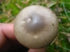 Hygrophorus agathosmus (Fr.) Fr. 1838