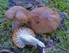 Hygrophorus arbustivus Fr. 1836