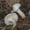 Hygrophorus cossus (Sowerby) Fr. 1838
