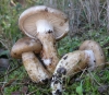 Hygrophorus persoonii Arnolds 1979