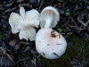 Hygrophorus pseudodiscoideus (Maire) Malençon & Bertault 1975