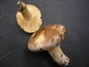 Hygrophorus roseodiscoideus Bon & Chevassut 1985 Hygrophorus roseodiscoideus Bon & Chevassut 1985