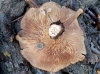 Infundibulicybe geotropa (Bull.) Harmaja 2003