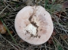 Infundibulicybe geotropa (Bull.) Harmaja 2003