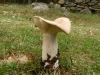 Infundibulicybe geotropa (Bull.) Harmaja 2003