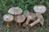 Inocybe albovelutipes Stangl 1980