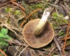 Inocybe cf. dulcamara (Pers.) P. Kumm. 1871