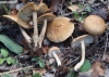 Inocybe flocculosa Sacc. 1887