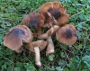 Inocybe phaeoleuca Kühner 1955