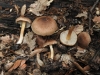 Inocybe sp. Inocybe sp.