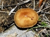 Inocybe sp. Inocybe sp.